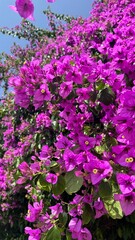 Obraz premium pink flowers in the garden