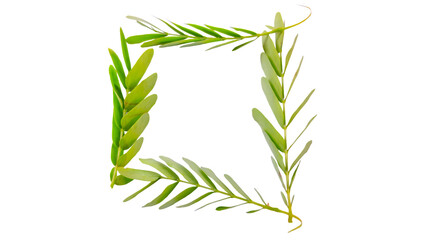 Green Leaf Frame Isolated Design