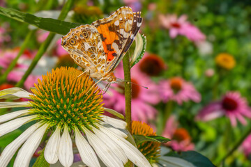  Motyl. Rusałka osetnik./Vanessa cardui/ © Janusz Lipiński