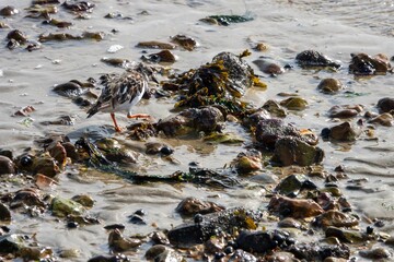 Turnstone areneria interpres searching for food on the beach