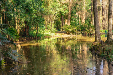 National Park Horto Florestal, Sao Paulo, Brazil