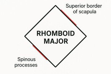 Rhomboid Major Muscle Illustration - Anatomy and Physiology [Illustration]
