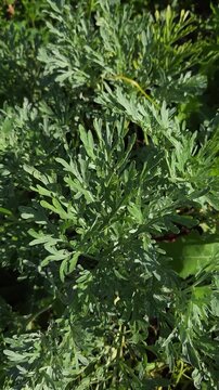 Close-up of green Wormwood (Artemisia absinthium) leaves, an important pharmaceutical crop and medicinal herb used in traditional allopathy, homeopathy, and alternative medicine f