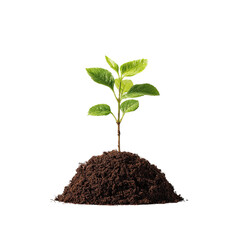 A young plant sprouts from dark soil (1)