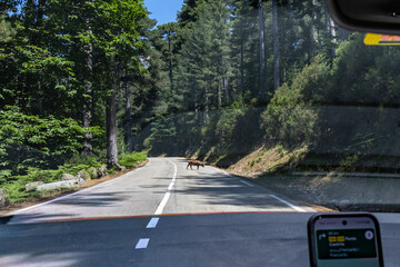 Wild boar crossing road in forest France Corsica 19 June 2025
