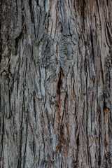  bark of a tree close up