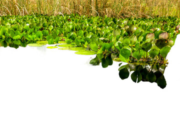 Detail of Marimbus aquatic plants, forming part of the Pantanal landscape of Chapada Diamantina. Transparent background. Ideal for matte painting and conceptual art.