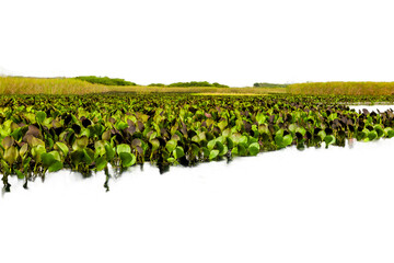 Detail of Marimbus aquatic plants, forming part of the Pantanal landscape of Chapada Diamantina. Transparent background. Ideal for matte painting and conceptual art.