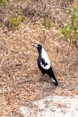 Australian magpie (Gymnorhina tibicen) at Hamelin Bay Beach, near Karridale, Margaret River Region, Shire of Augusta in the SW Region of Western Australia WA