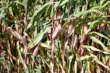 view into a corn field