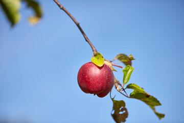 fruit in an apple tree, blue sky as background