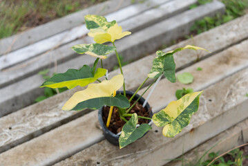 Closeup focus to Philodendron williamsii Variegated x angela in the pot