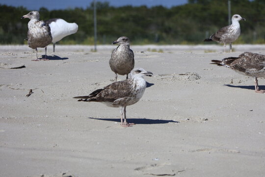 Seagulls Roosting on the shore of Cape May New Jersey.