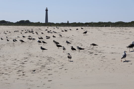 Seagulls Roosting on the shore of Cape May New Jersey.