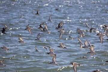 A flock of Sandpipers take flight over the Cape May Shoreline.