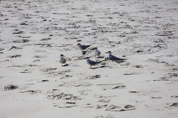 Seagulls Roosting on the shore of Cape May New Jersey.
