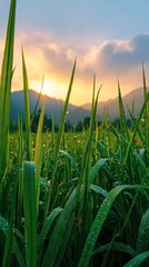Dew-kissed grass blades frame a vibrant sunrise over rolling hills.