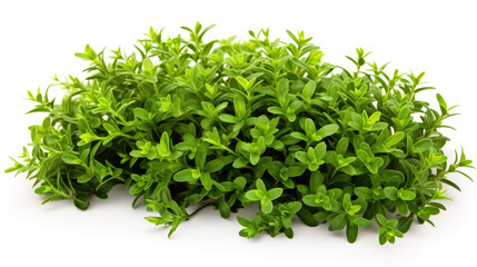 Obraz premium Fresh green thyme bush herbal plant isolated on white background 