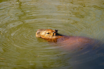 Fototapeta premium Cabibara in the National park Horto Florestal in Sao Paulo, Brazil
