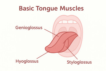 Basic Tongue Muscles Illustration, human anatomy, medical diagram [Illustration]
