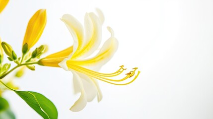 Yellow white flower bloom close up soft light background