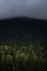Dense green forest with mist rolling over dark mountain in the early morning light. Hiking in Carpathian Mountains, Ukraine