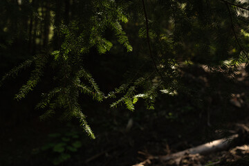 Sunlight filters through tree branches in a serene forest during late afternoon hours, creating a tranquil atmosphere. Hiking in Carpathian Mountains, Ukraine