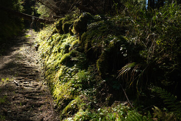 Rocky forest path winding through lush green trees in midday sunlight near a tranquil hillside. Hiking in Carpathian Mountains, Ukraine