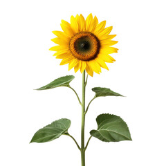 Fototapeta premium A single sunflower with green leaves against a transparent background
