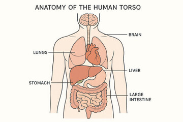 Obraz premium Anatomy of the Human Torso - Illustration