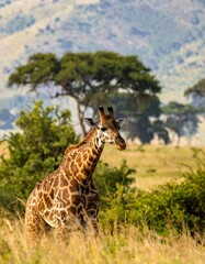 A captivating giraffe stands amidst tall grasses and trees in a vibrant savanna landscape, showcasing its distinctive patterned coat and elegant posture.