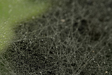 water drops on the grass