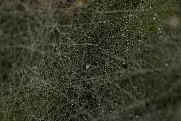 spider web with dew drops