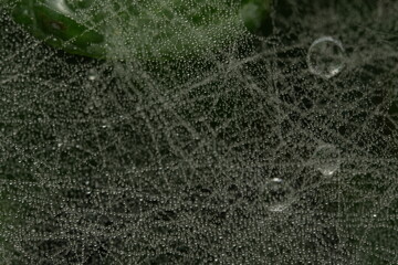 spider web with dew drops