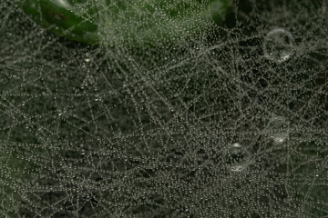 spider web with dew drops
