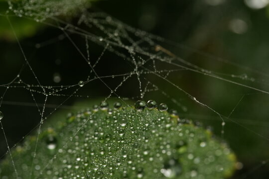 spider web with dew drops