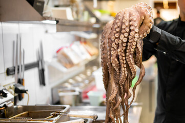 Obraz premium Chef holding raw octopus in professional kitchen. Fresh seafood preparation with visible tentacles and suction cups. Culinary scene in commercial cooking environment