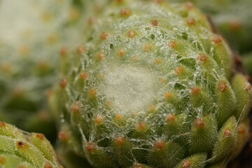 close up of cactus