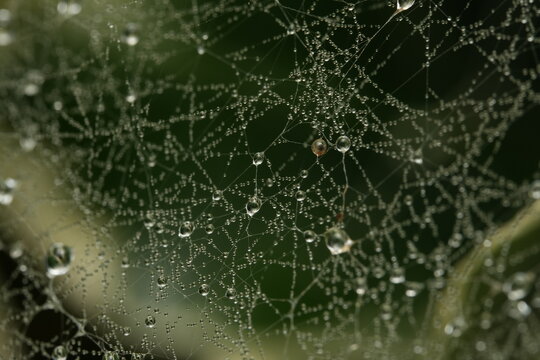spider web with dew drops