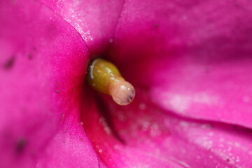 macro of a pink flower