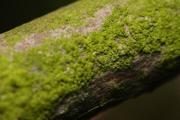 green moss on the tree