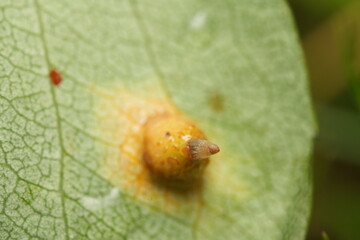 mushroom on a leaf, macro shot