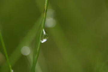 dew on grass