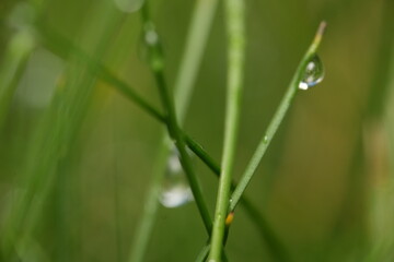 dew on grass