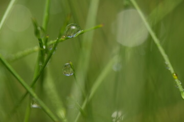 dew on grass