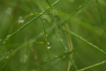 dew on a leaf