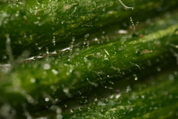 rain drops on a green leaf