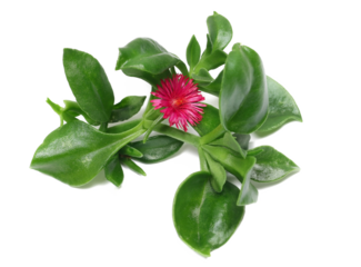 Mesembryanthemum cordifolium, green twig with red flowers isolated on white backgound