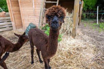 Alpakas auf der Weide