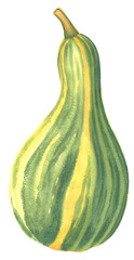 Watercolor pear-shaped gourd illustration on transparent background.